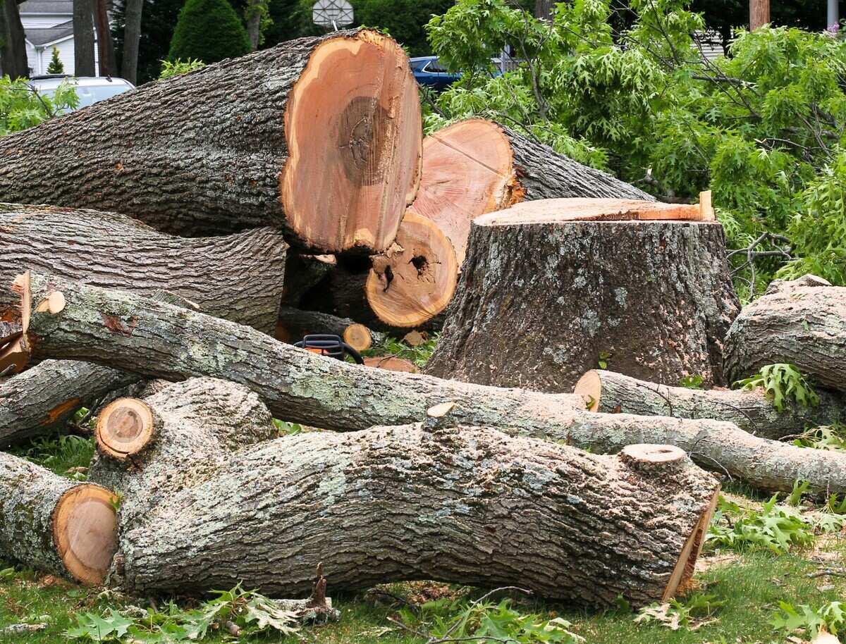 Fast Safe Fallen Tree Removal